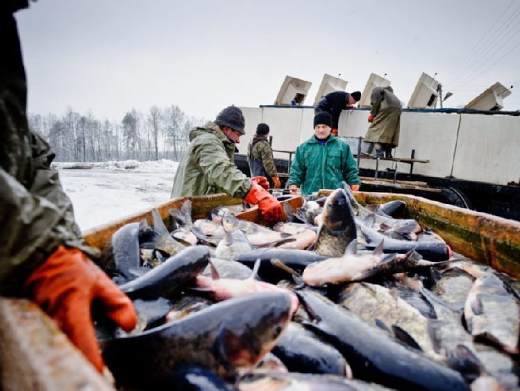 Gróbarczyk: chcemy coraz większego przetwórstwa ryb w Polsce